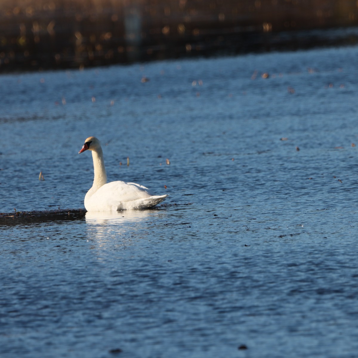 Cisne Vulgar - ML645429662