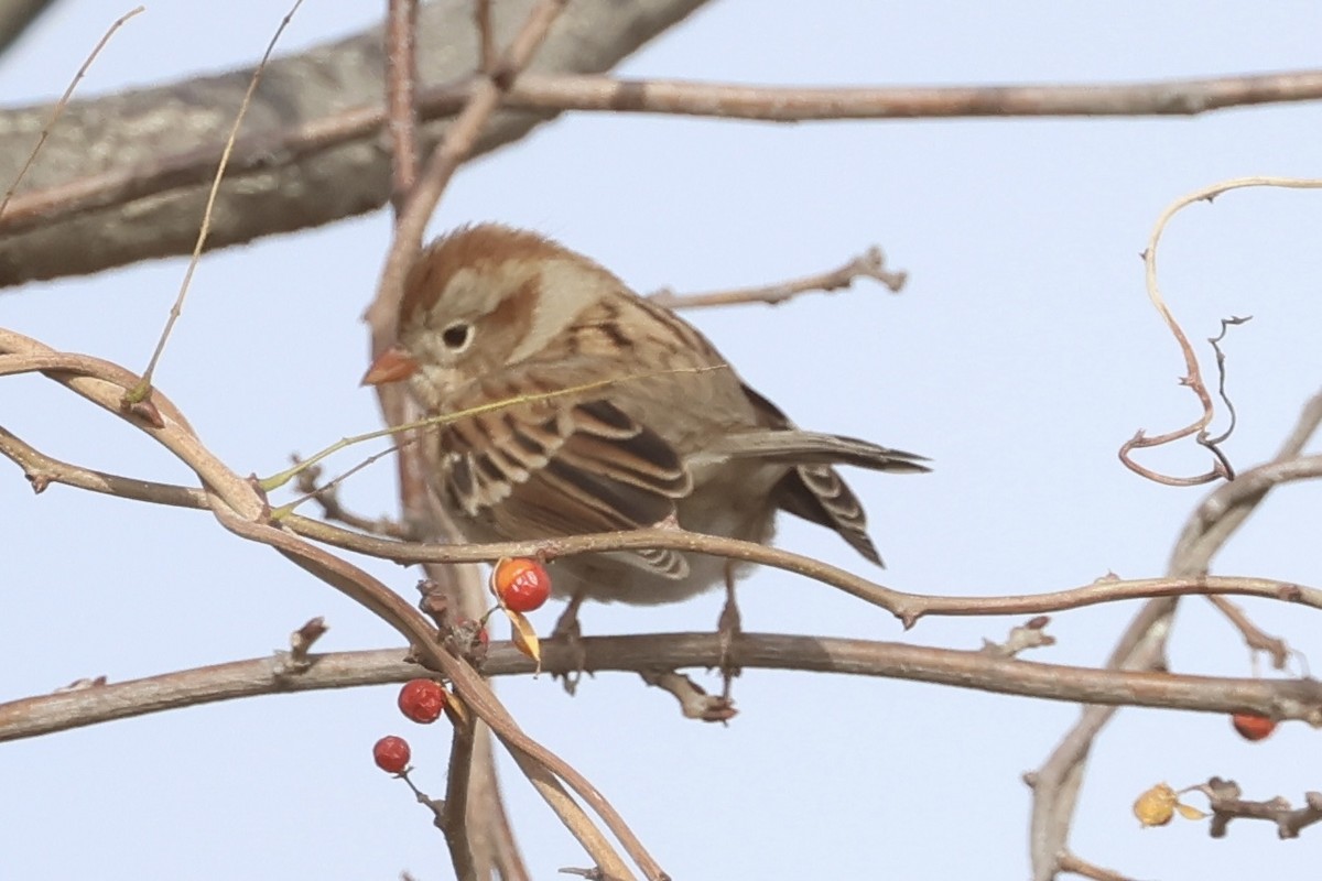 Chingolo Campestre - ML645429663