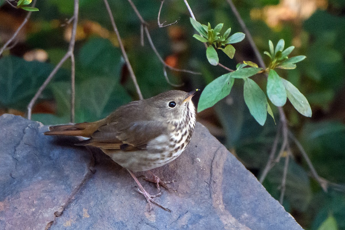 Zorzalito Colirrufo - ML645429664