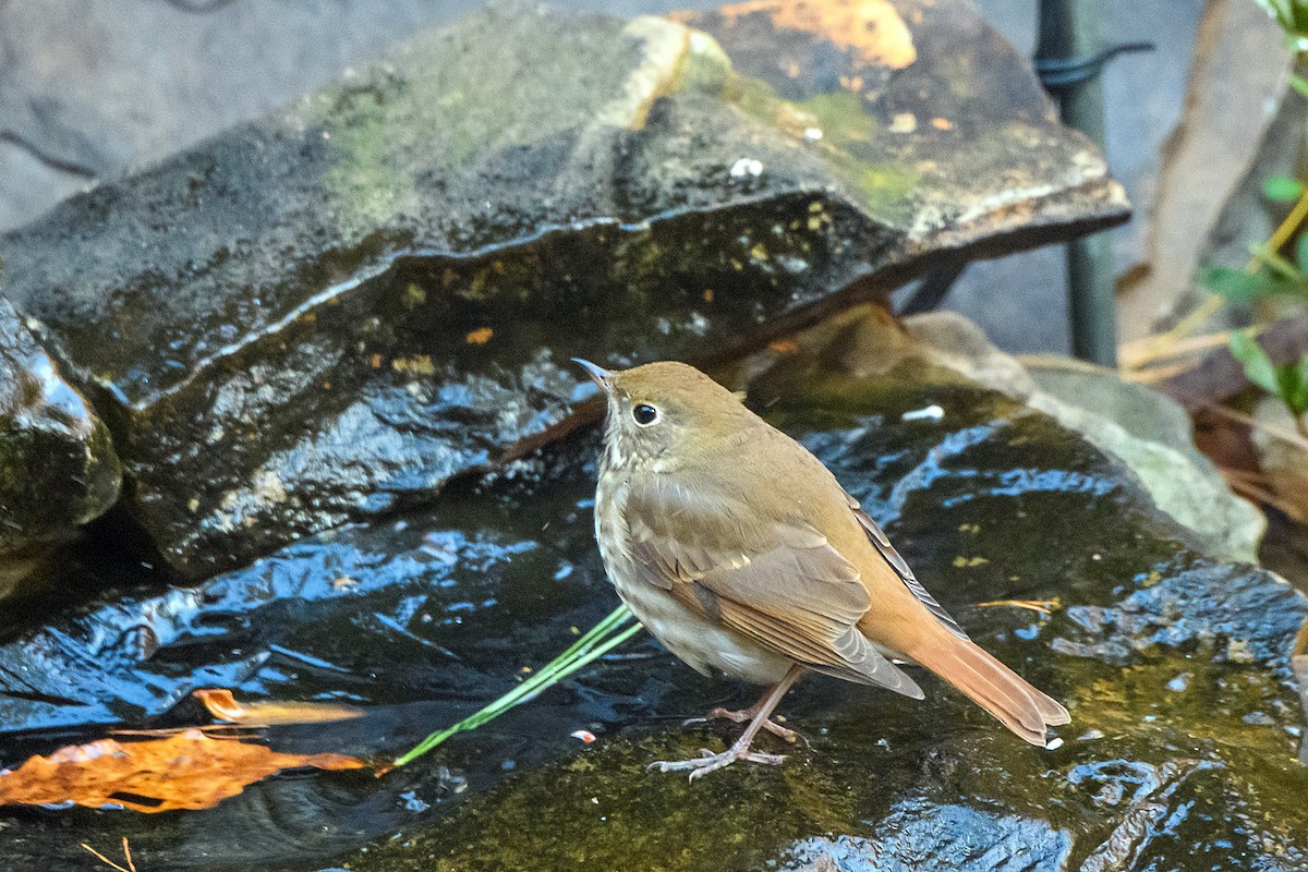 Zorzalito Colirrufo - ML645429665