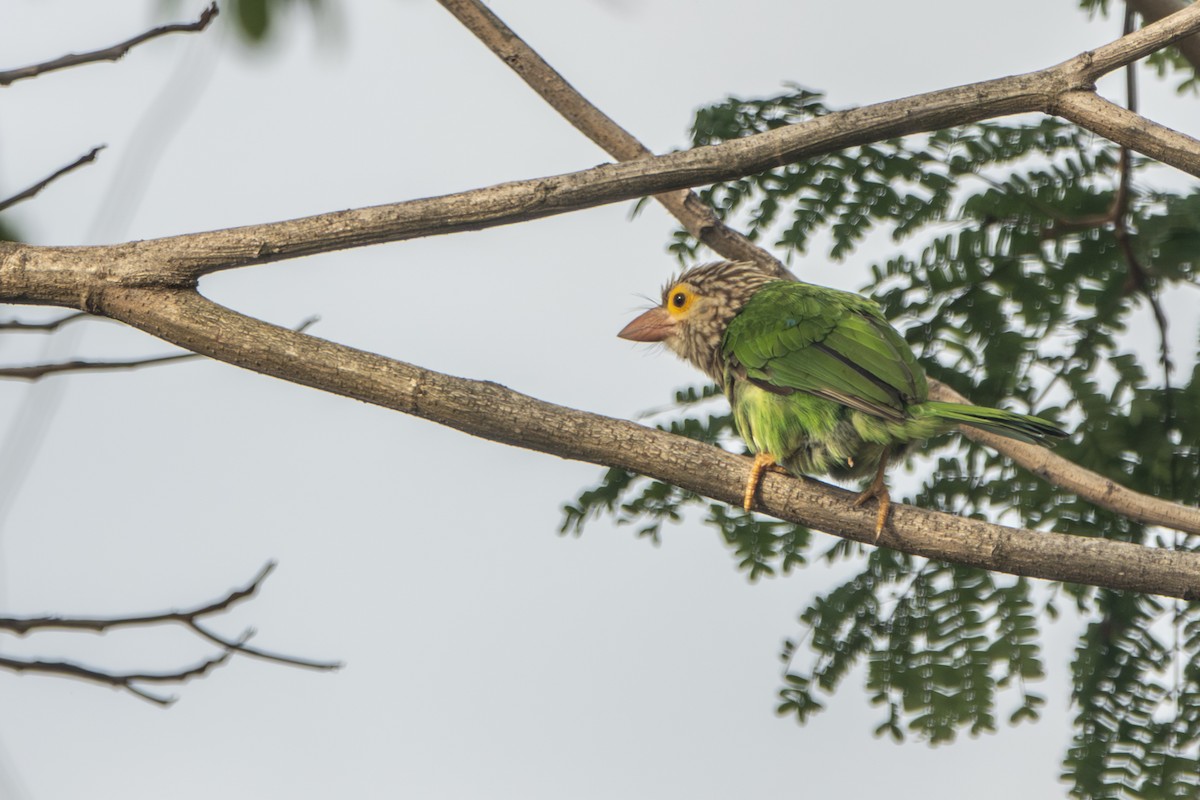 barbet čárkovaný - ML645429667