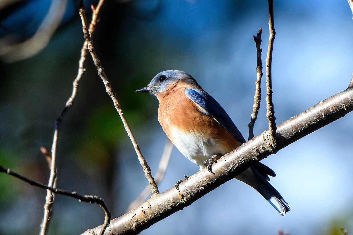 ルリツグミ - ML645429668