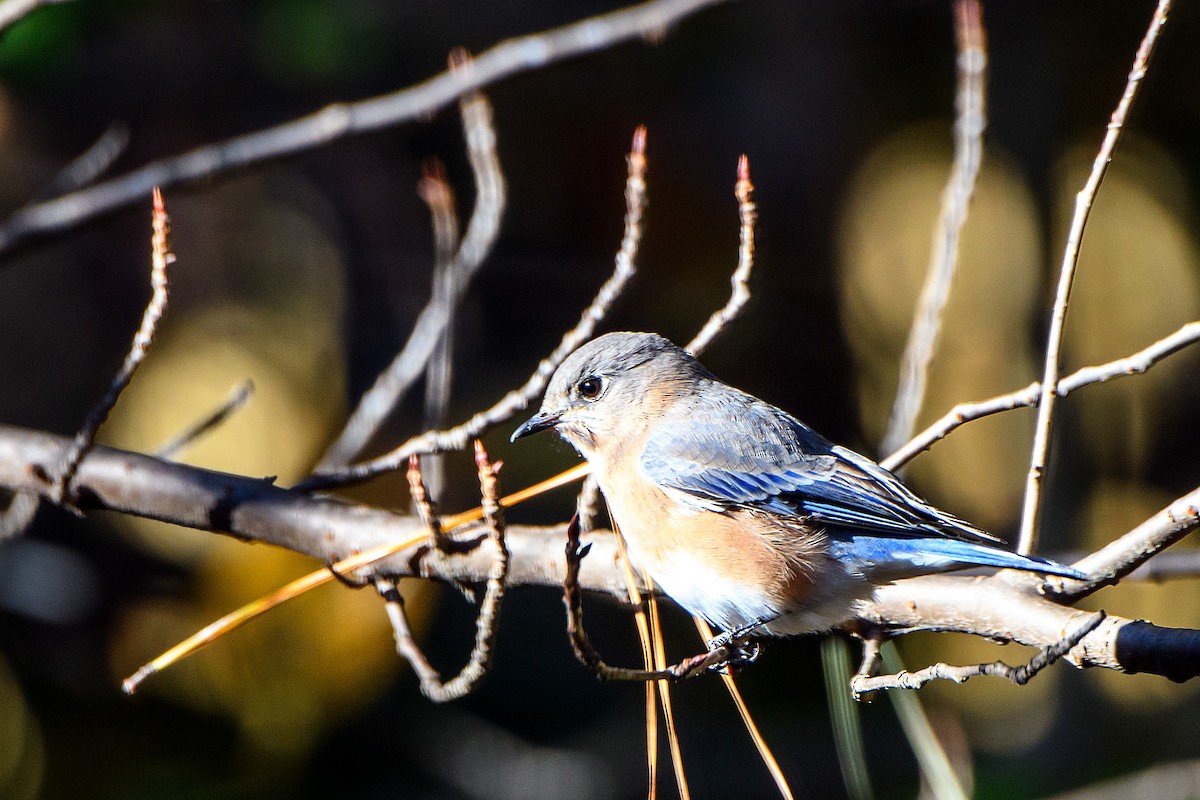 ルリツグミ - ML645429669