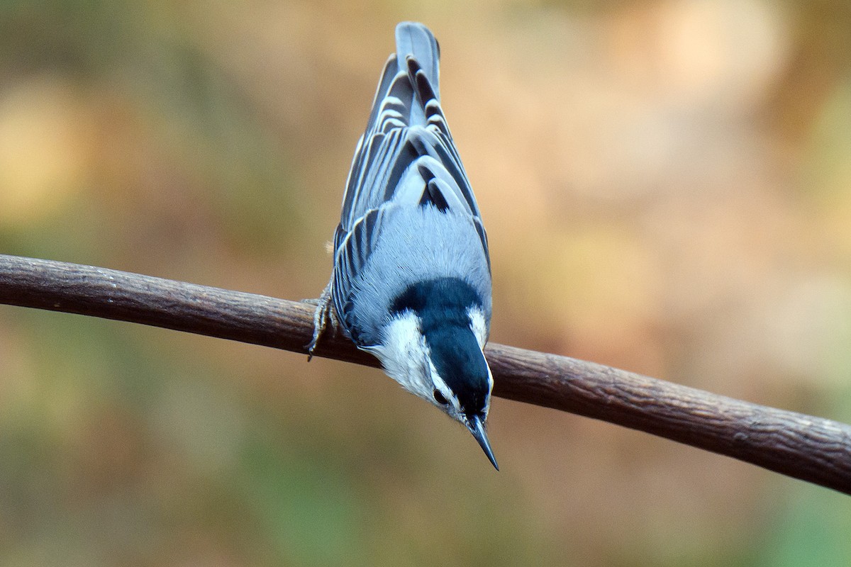 Sittelle à poitrine blanche - ML645429682