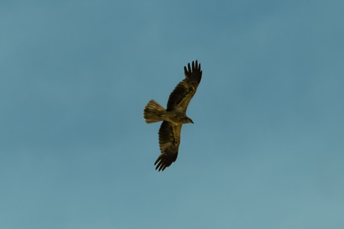 Whistling Kite - ML645429683