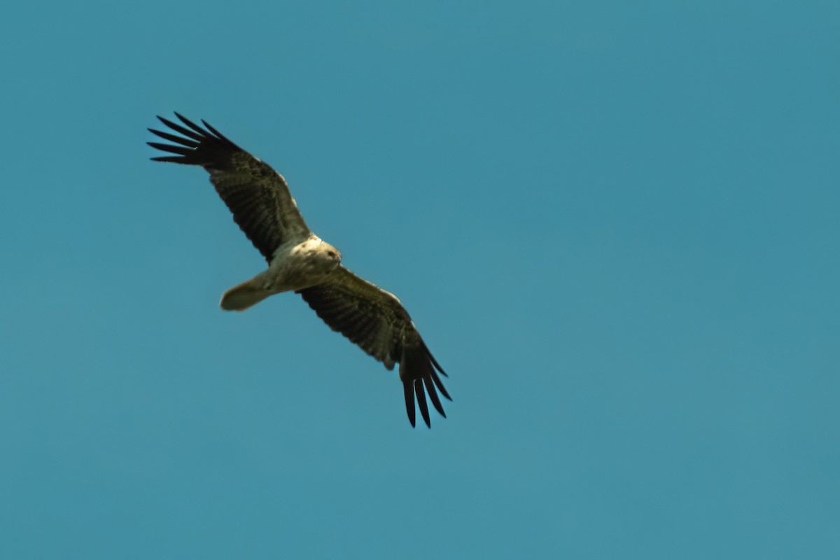 Whistling Kite - ML645429684