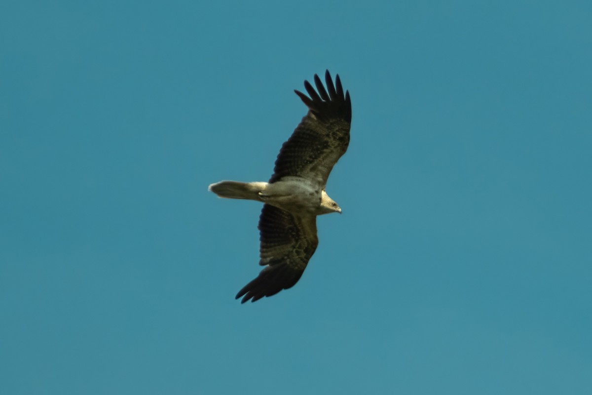 Whistling Kite - ML645429685