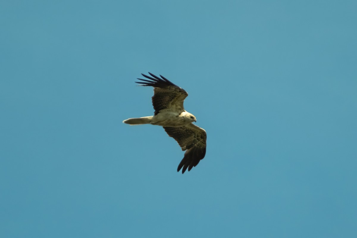 Whistling Kite - ML645429686