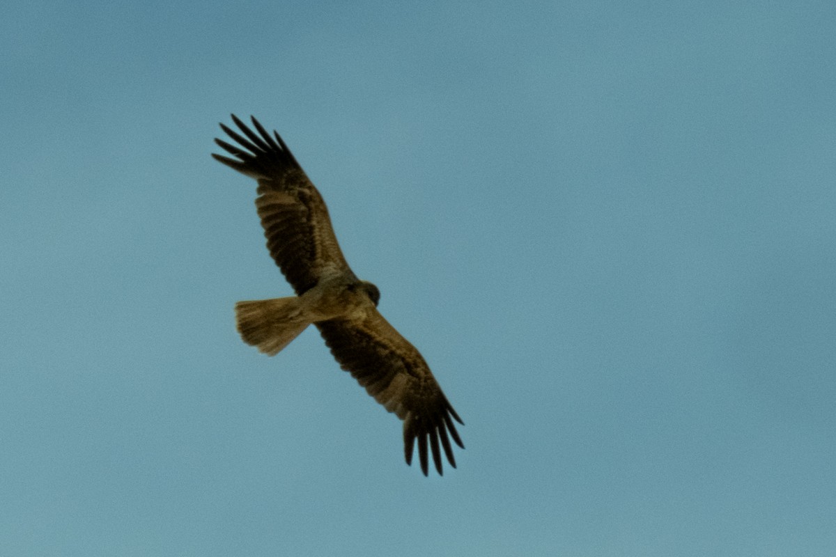 Whistling Kite - ML645429687