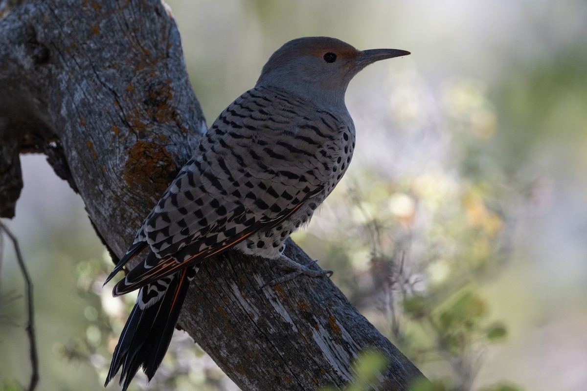 Northern Flicker (Red-shafted) - ML645429692