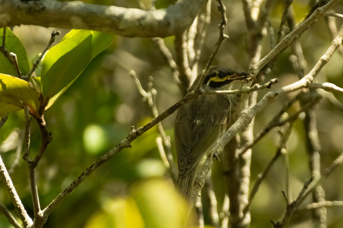 Yellow-faced Honeyeater - ML645429693