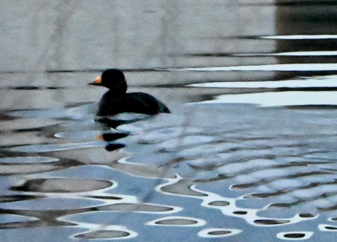 turpan žlutozobý - ML645429696