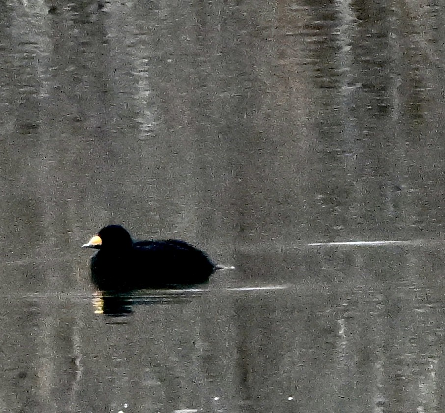 turpan žlutozobý - ML645429697