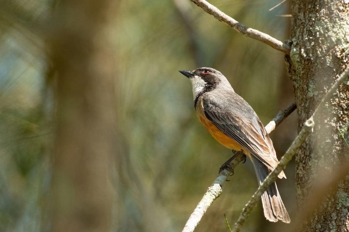 Rufous Whistler - ML645429700