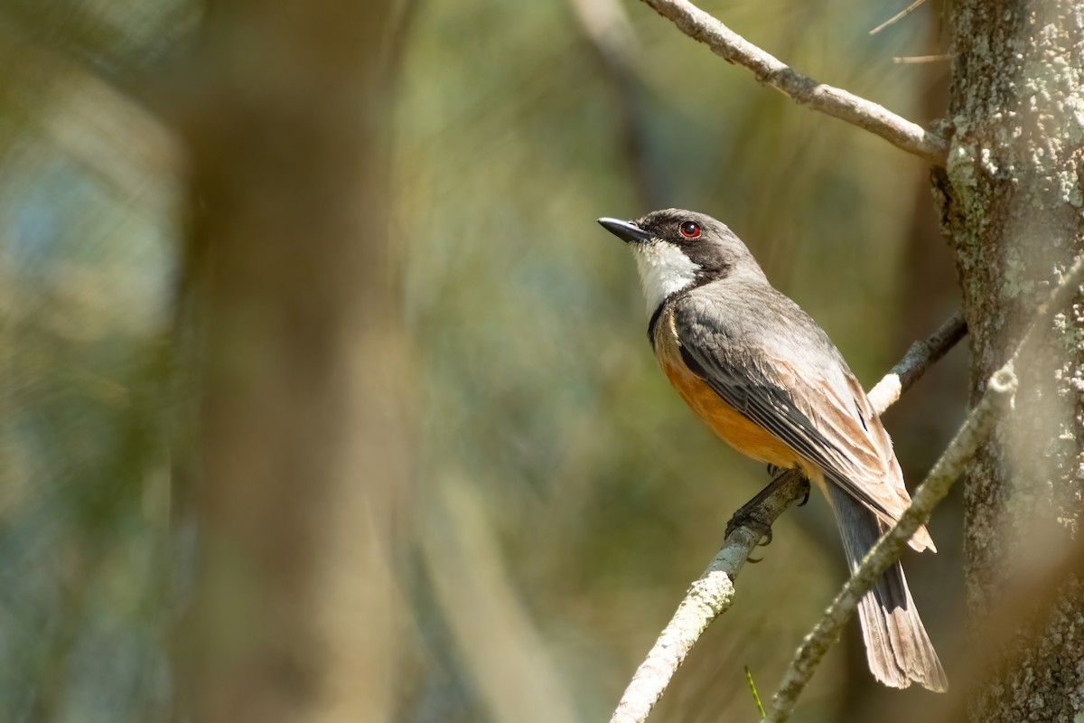 Rufous Whistler - ML645429701
