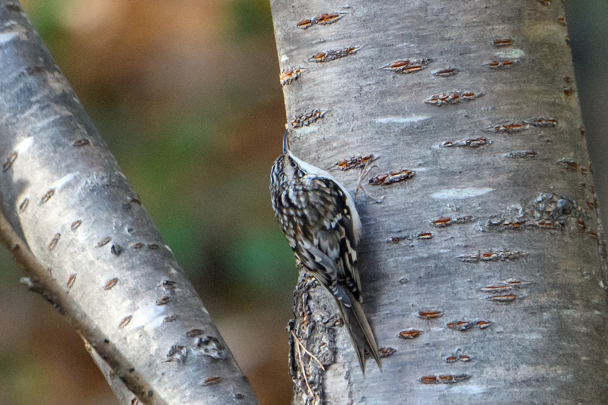 Brown Creeper - ML645429702