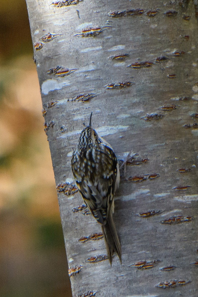 Brown Creeper - ML645429703