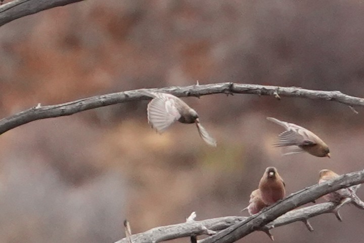 Gray-crowned Rosy-Finch - ML645429712