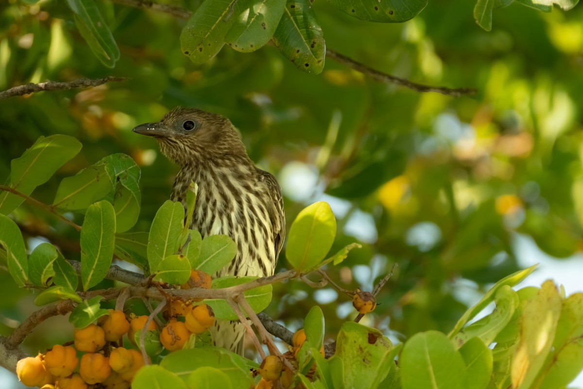 Australasian Figbird - ML645429714