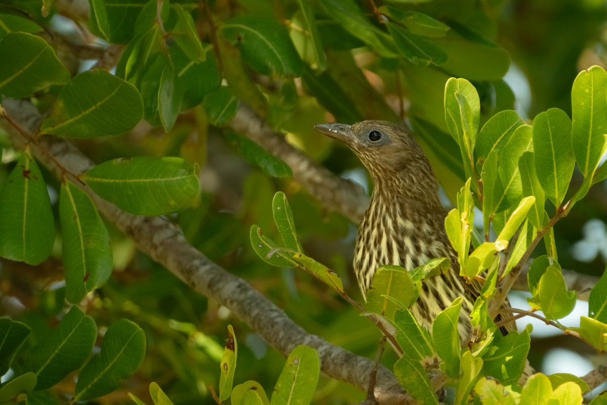 Australasian Figbird - ML645429717