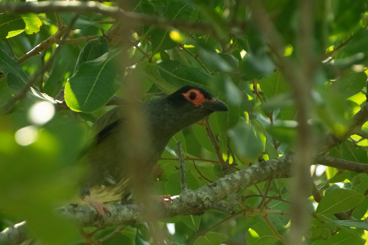 Australasian Figbird - ML645429719