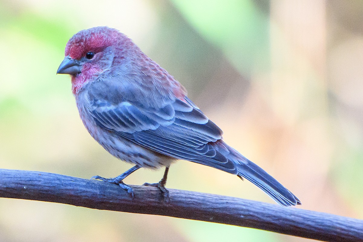 メキシコマシコ - ML645429725