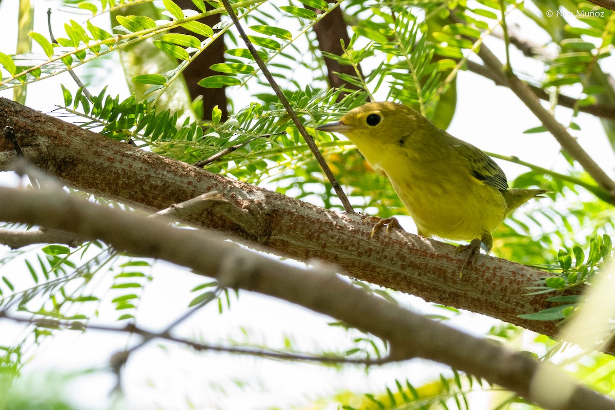 Sarı/Mangrov Sarı Ötleğeni - ML645429727