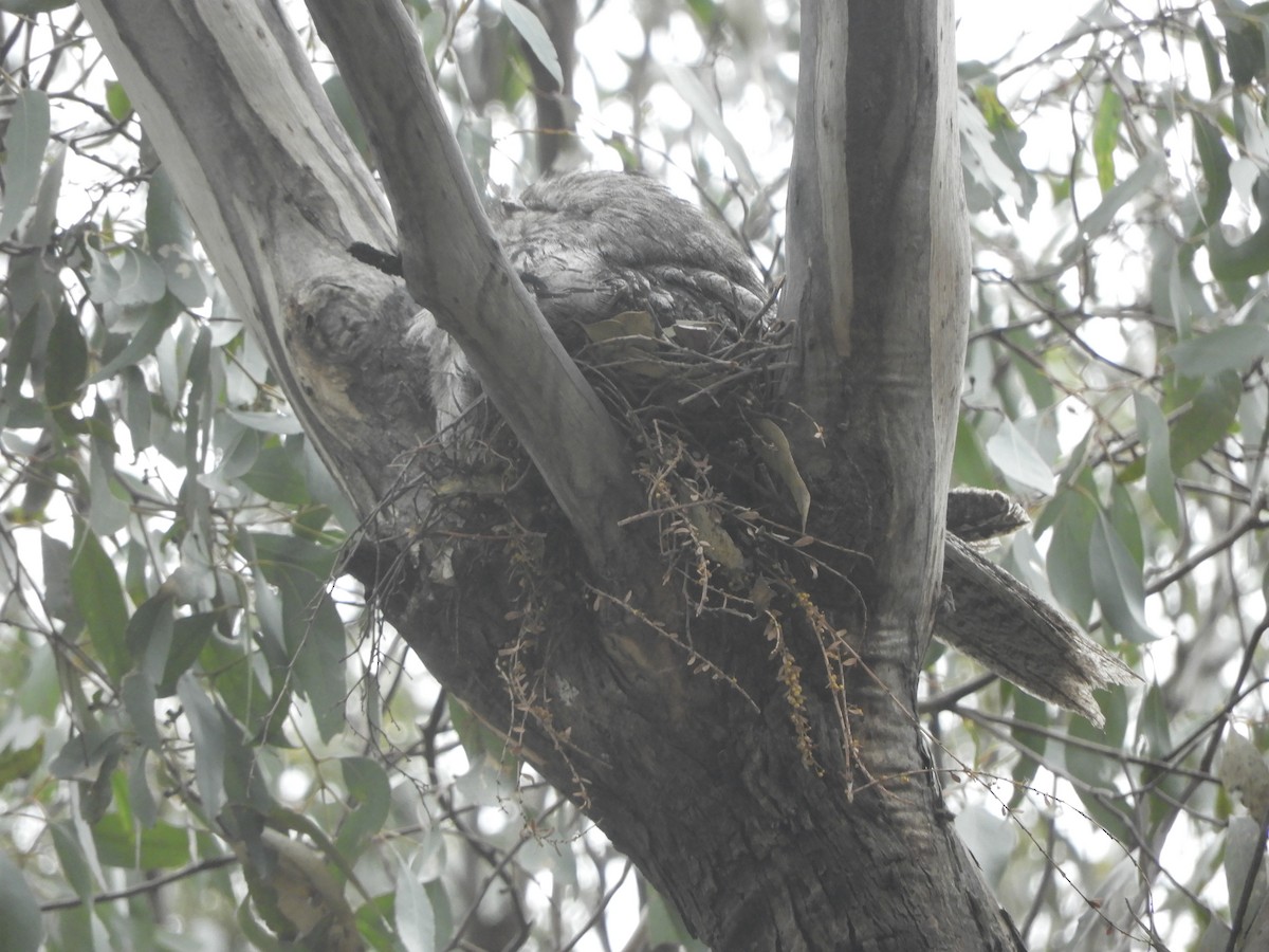 Tawny Frogmouth - ML645429730