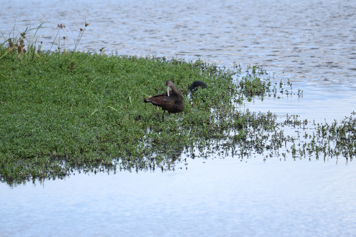 Beltzaran musuzuria - ML645429767