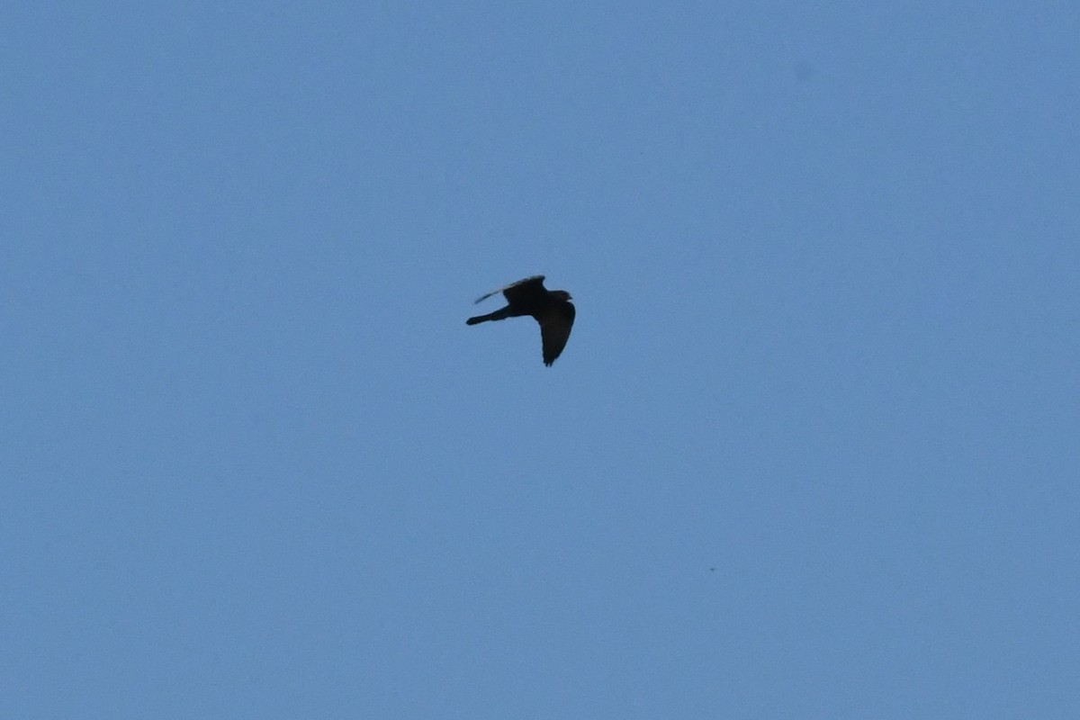 Black Falcon - ML645429774