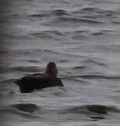 American Black Duck - ML645429776