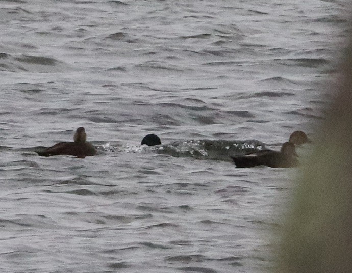 American Black Duck - ML645429778