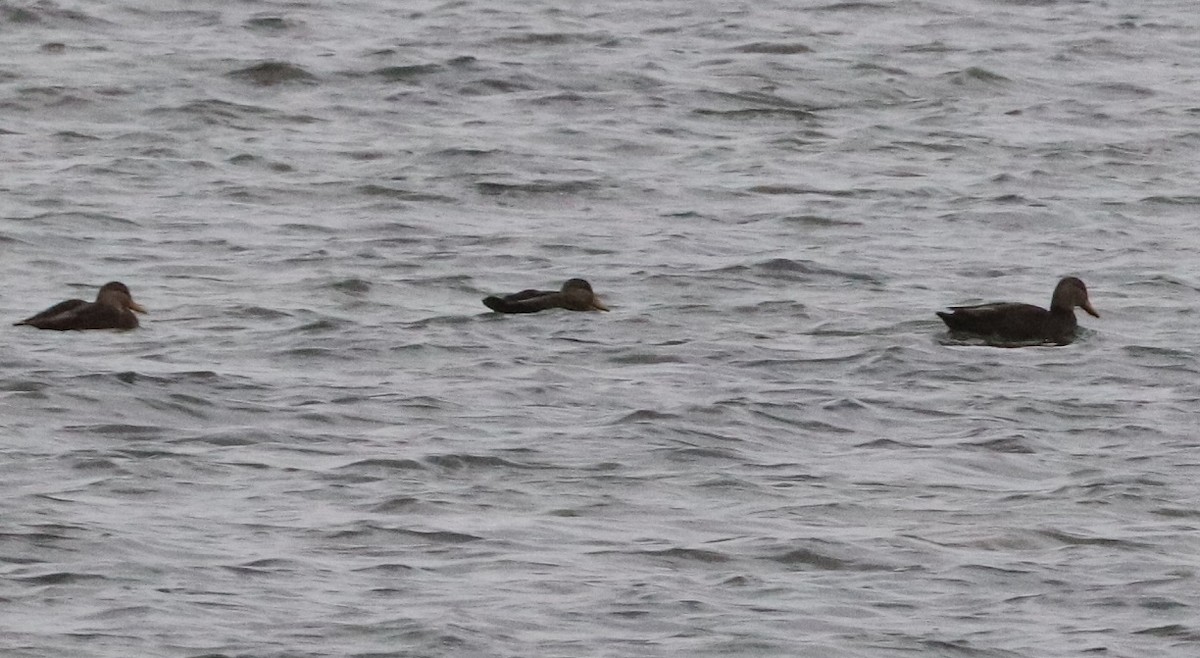 American Black Duck - ML645429780