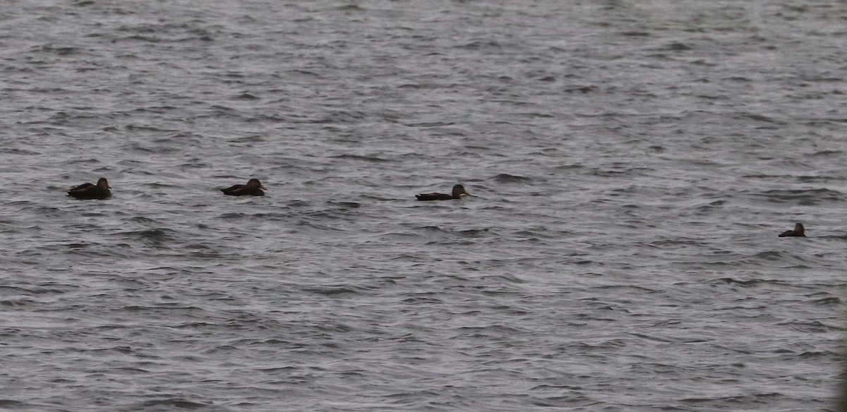 American Black Duck - ML645429782