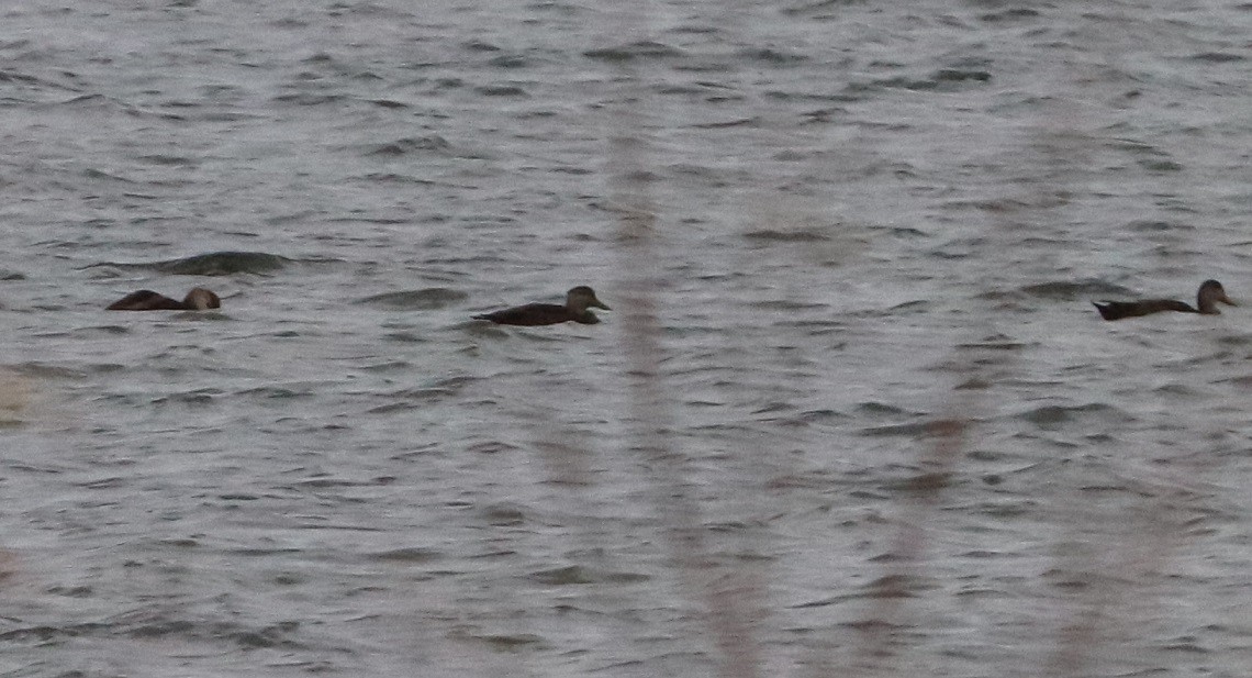 American Black Duck - ML645429783