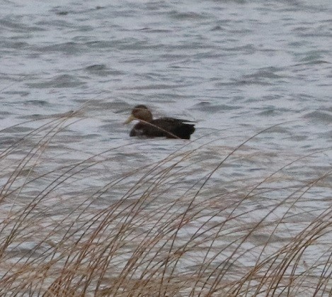 American Black Duck - ML645429784