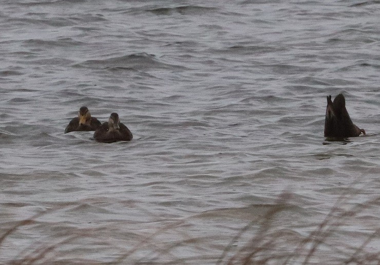 American Black Duck - ML645429785