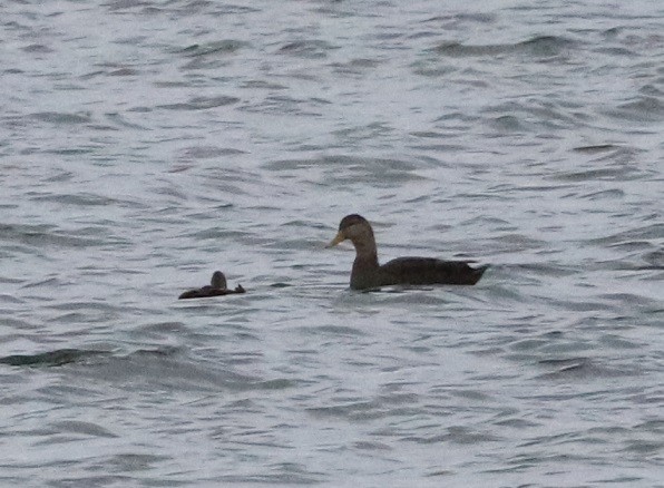 American Black Duck - ML645429786