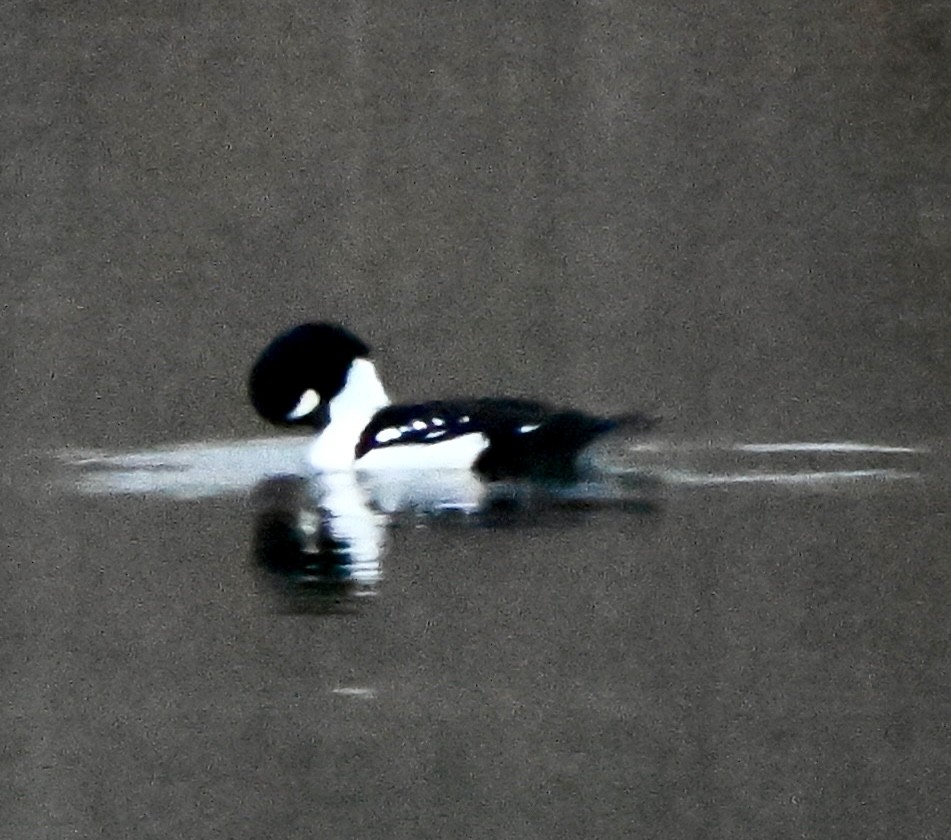 Murgilari islandiarra - ML645429788