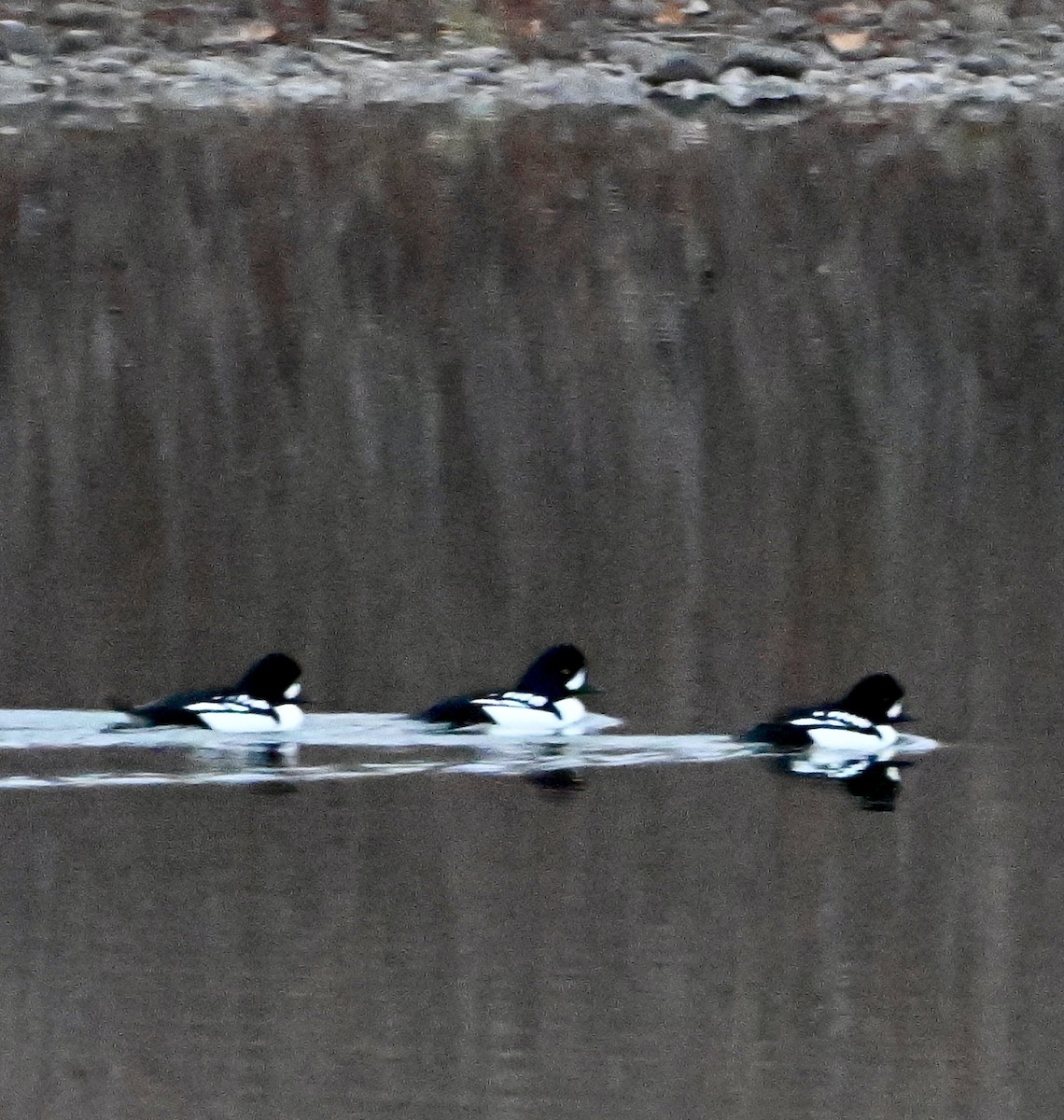 Murgilari islandiarra - ML645429789