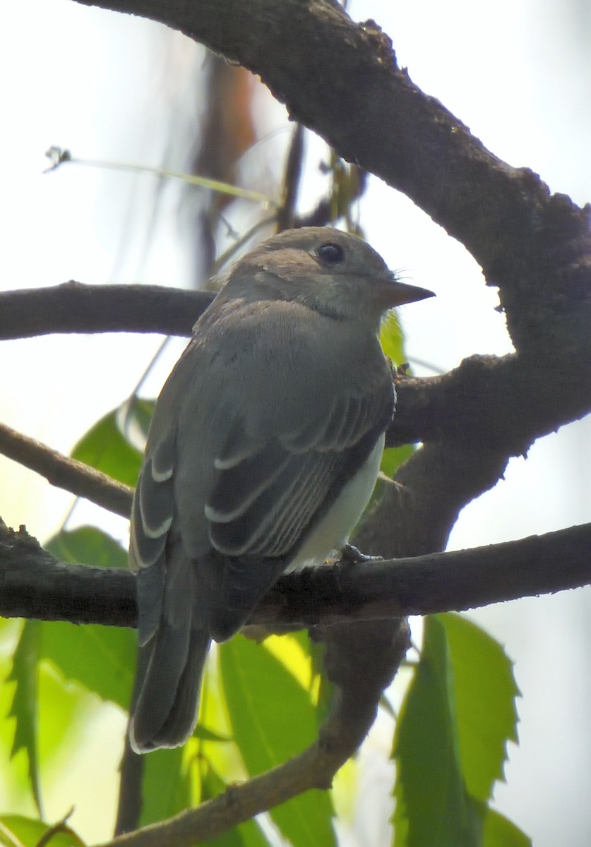 Asian Brown Flycatcher - ML645429790