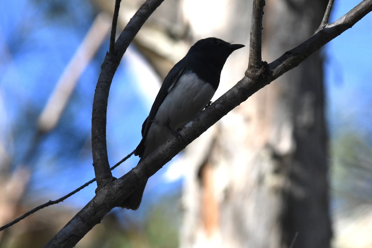 Leaden Flycatcher - ML645429795