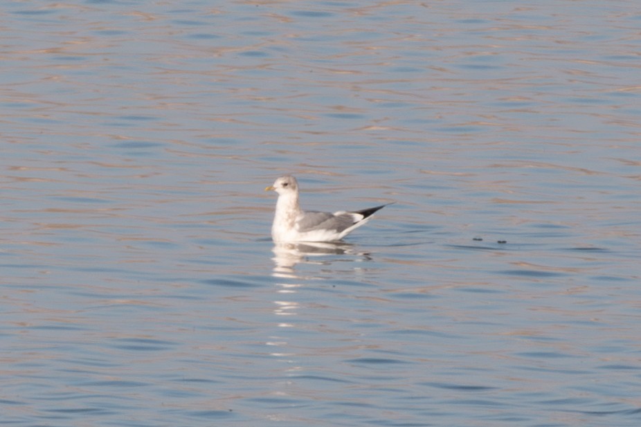 Short-billed Gull - ML645429796