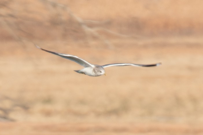 Short-billed Gull - ML645429797