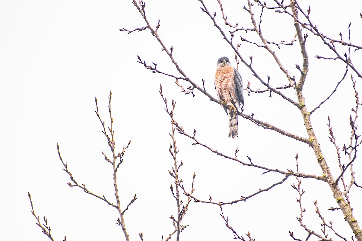 Cooper's Hawk - ML645429816