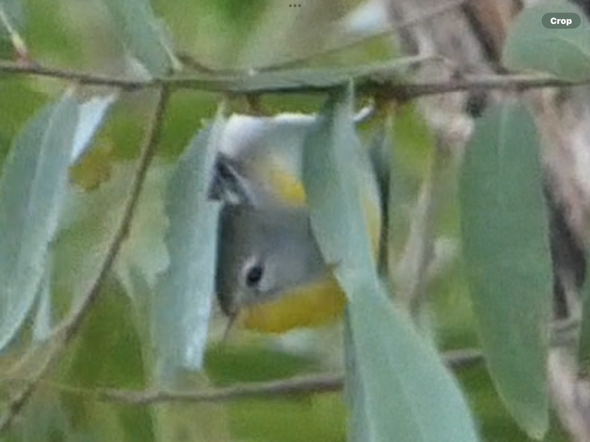 Northern Parula - ML645429847
