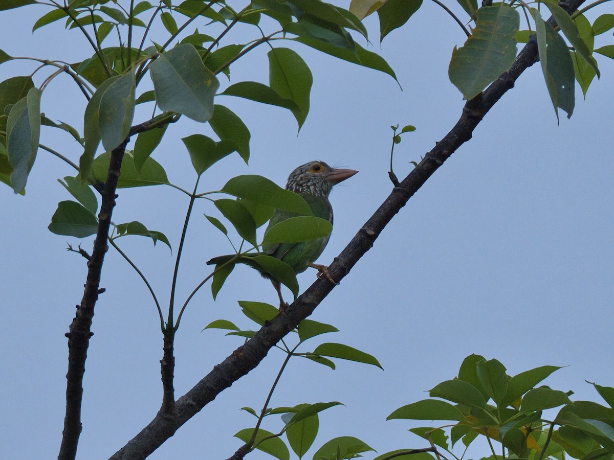 シロボシオオゴシキドリ - ML645429849