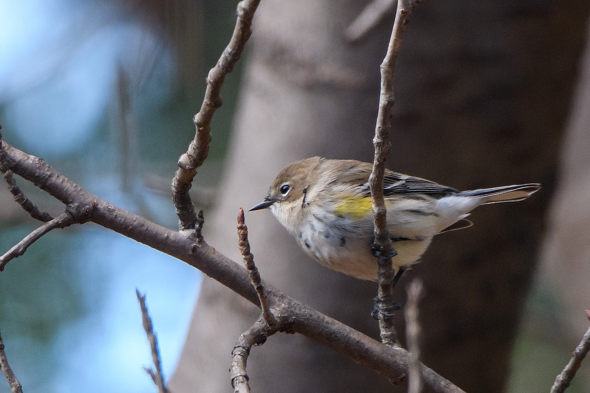 キヅタアメリカムシクイ - ML645429863