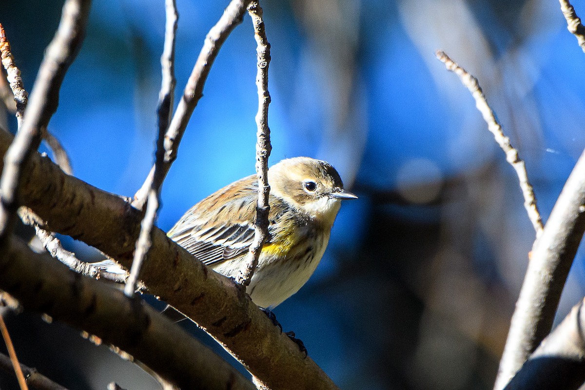 キヅタアメリカムシクイ - ML645429866