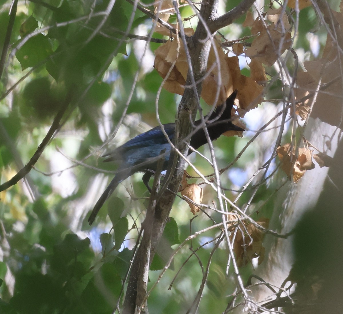 Steller Kargası [diademata grubu] - ML645429870